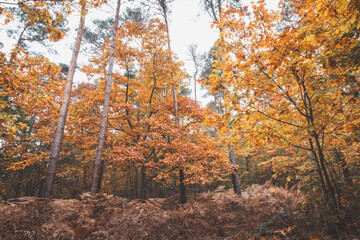 Colourful autumn forest in Hoge Kempen National Park, eastern Belgium during sunset. A walk through the wilderness in the Flanders region in November