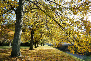 Naklejka premium Yellow trees and pond in park - fall time