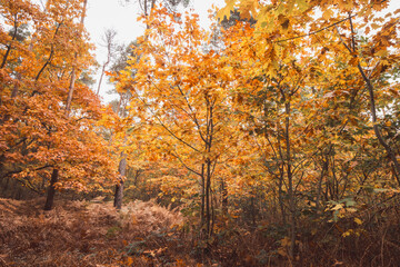 Colourful autumn forest in Hoge Kempen National Park, eastern Belgium during sunset. A walk through the wilderness in the Flanders region in November