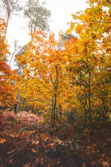 Colourful autumn forest in Hoge Kempen National Park, eastern Belgium during sunset. A walk through the wilderness in the Flanders region in November
