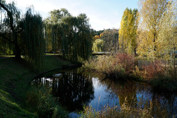 Yellow trees and pond in park - fall time