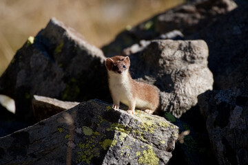 Ermine (Mustela erminea) Ermellino