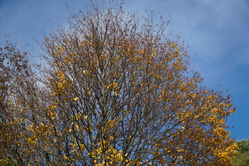 Yellow leaves on tree branch in fall