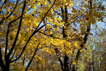 Yellow leaves on tree branch in fall