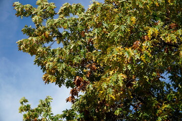Fototapeta na wymiar Dried leaves on tree branch in fall