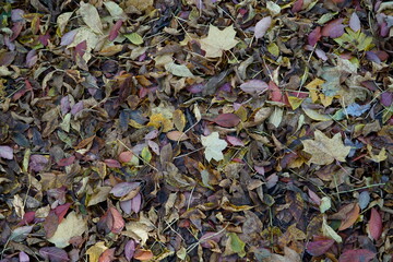 Dried yellow leaves on a ground in fall