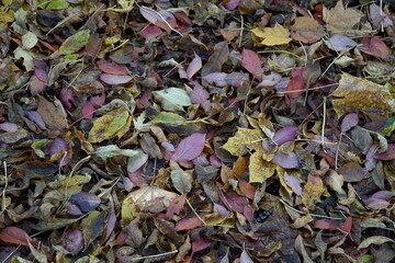 Dried yellow leaves on a ground in fall