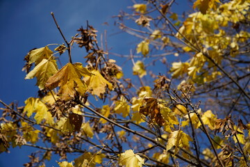 Yellow and dried leaves on tree branch in fall