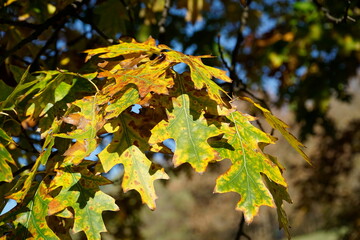Yellow and green oak leaves in fall