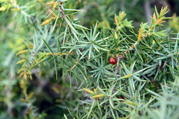 A closeup of a lady bug on the branches of Cade (Juniperus oxycedrus). © Krasimira Dragneva