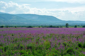 Fototapeta premium A field with purple flowers blooming in early summer in Bulgaria