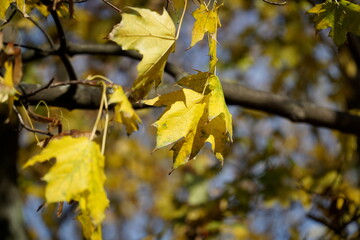 Yellow leaves on tree branch in fall
