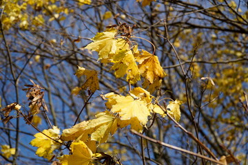 Yellow leaves on tree branch in fall