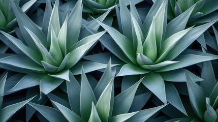 blue green toned background with an abstract natural pattern and an agave plant.