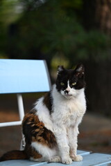 Naklejka na ściany i meble ベンチに座りこちらを見る地域猫