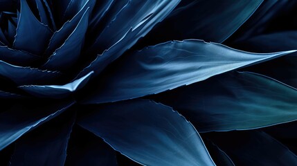 Dark blue toned background with an abstract natural pattern and an agave plant.