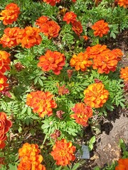 Фон из оранжевых бархатцев