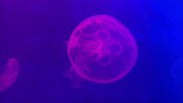 Transparent jellyfish underwater shots with a glowing jellyfish moving in the water in an aquarium pool. Marine life wallpaper background. High quality 4k footage