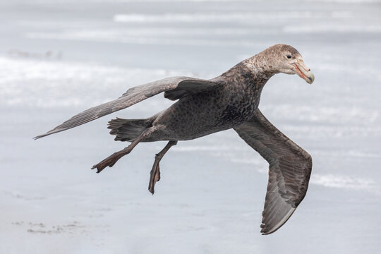 Southern Giant Petrel coming in to land