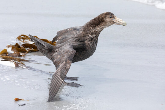 Southern Giant Petrel mantling