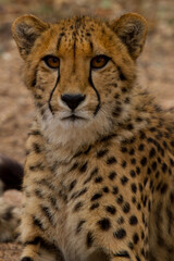 Cheetah of Africa