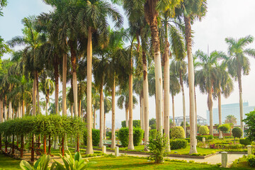 Fototapeta premium Beautiful green city park with exotic plants.