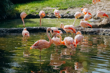 flamingo birds on the lake, flamingos resting