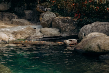 fur seal resting, animals resting by the water