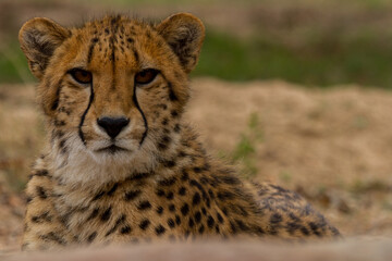 Cheetah of Africa