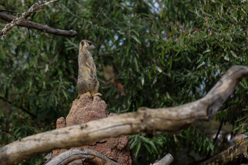 the gopher animal stands and examines the area around, the gopher looks around