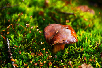 A small wet mushroom in the forest, bolete.