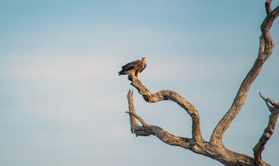 White Bellied fish eagle wildlife photography Sri Lanka