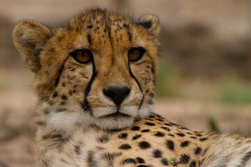 Cheetah of Africa