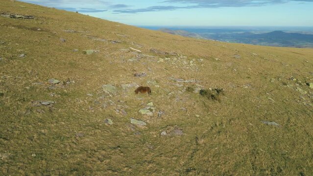 Horses in the mountain drone view