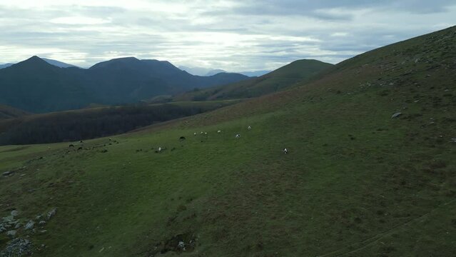 Horses in the mountain drone view