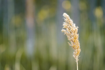 Common reed (Phragmites australis) in spring, out-of-focus background