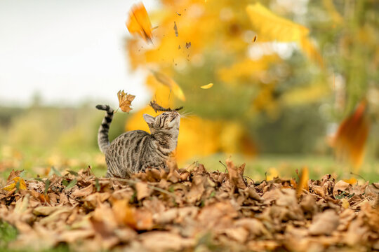 A young striped cat playing between foliage leaves in autumn outdoors