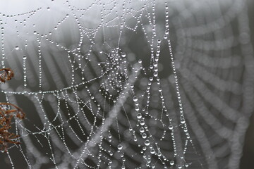 Spider's web covered in pearly dew drops, autumn