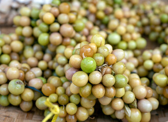 Ciplukan, Physalis angulata fruit or golden berry, Groundcherry, natural background