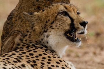 Cheetah of Africa