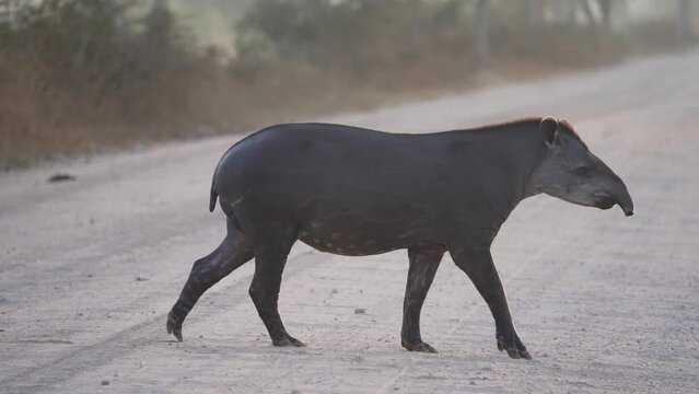 shy and elusive south american tapir, tapirus terrestris, walking on the Transpantaneira gravel road towards Porto Jofre in the biggest swamp area of the world in the eraly morning sunlight.