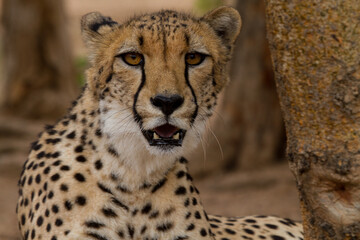 Cheetah of Africa