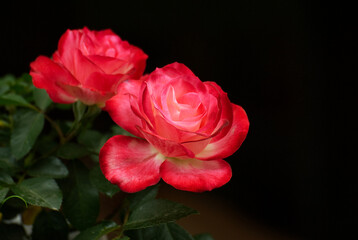 Beautyful red rose close up - 672671871