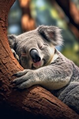 Obraz premium koala bear sleeping on a tree.