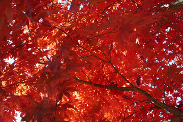 red maple leaves