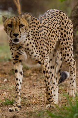 Cheetah of Africa