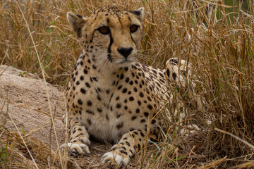 Cheetah of Africa