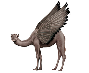 dromadaire, avec des ailes, arabique, coloré, bleu, rose, zèbre, panda, robe atypique, animal, mammifère, vecteur, isolé, ferme, dessin animé, silhouette, illustration, nature, blanc, chameau, poney, 