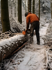 A man saws a pine tree in the forest, winter season with snow  