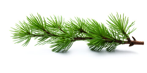 Watercolor illustration of a green pine tree branch isolated on white background  - obrazy, fototapety, plakaty